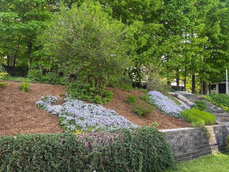Landscaped hillside garden with blue flowers, mulch, green shrubs, and stone retaining wall surrounded by trees