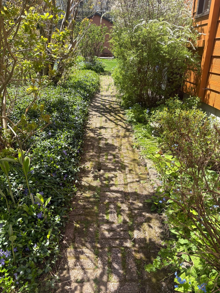 Narrow garden pathway lined with green shrubs and trees, leading toward a wooden structure