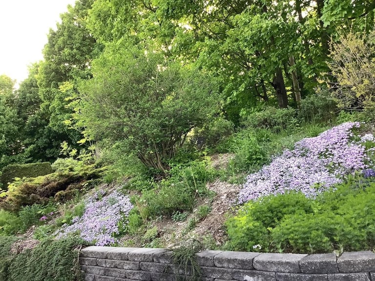 Hillside garden with purple flowers, green shrubs, trees, and stone retaining wall in natural landscape